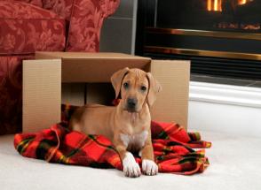 Jacksonville Puppy Safe by chimney